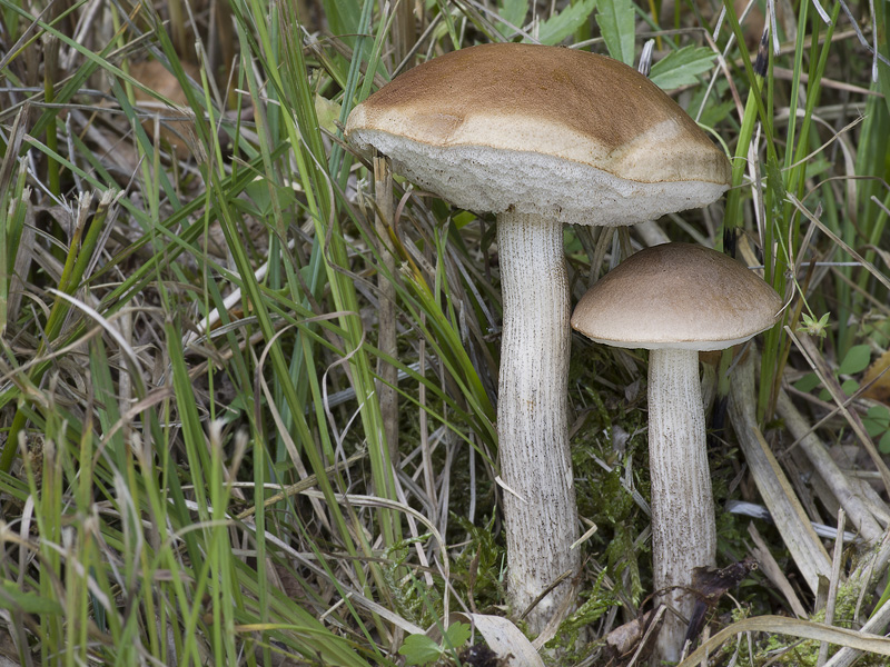 Leccinum brunneogriseolum